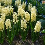 Bulbes à fleurs à planter à l'automne - Jacinthe City Of Haarlem (x3) - face recto